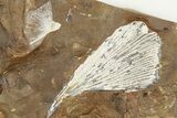 Fossil Ginkgo Leaf From North Dakota - Paleocene #198410-1